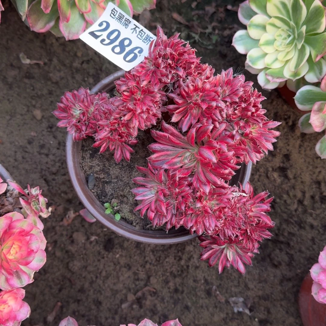 16-34法师朱雀缀2986