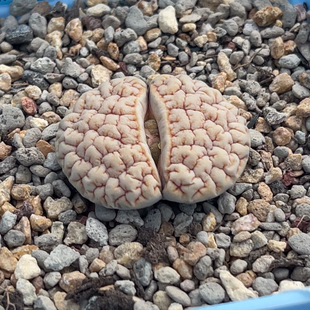 7162蜜纹凹凸铁189一颗