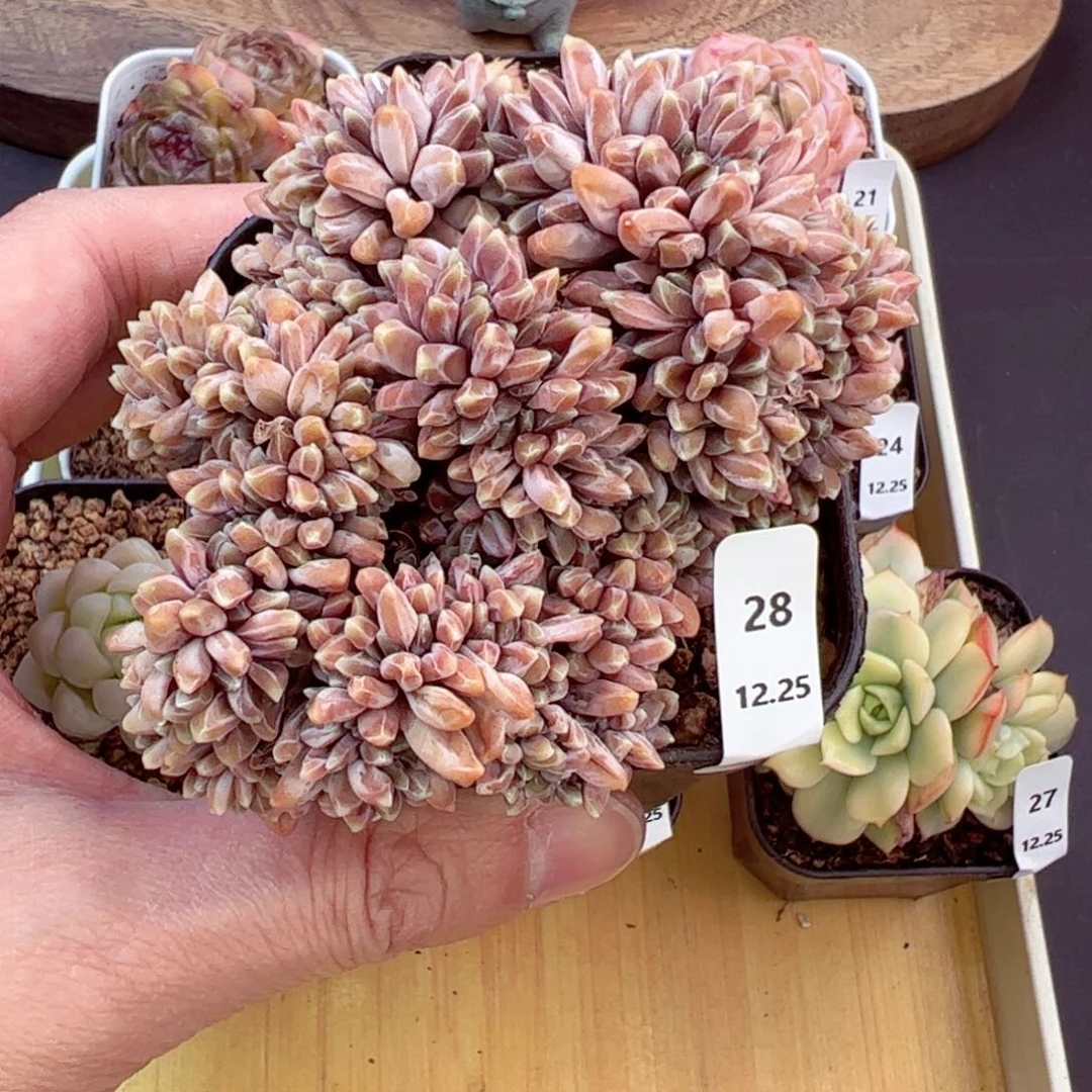 好好看28、哈哈哈哈哈