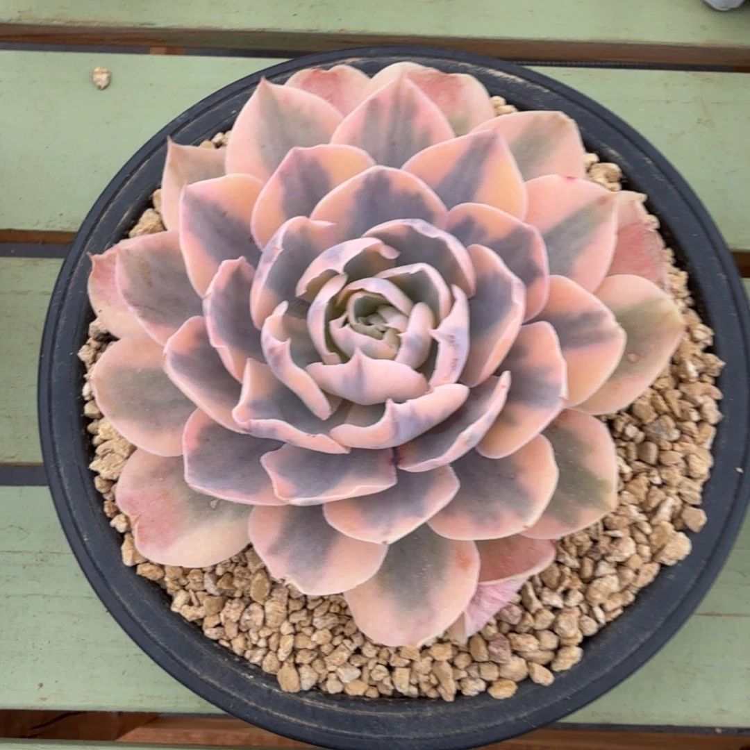 pink锦锦上园艺一物一拍