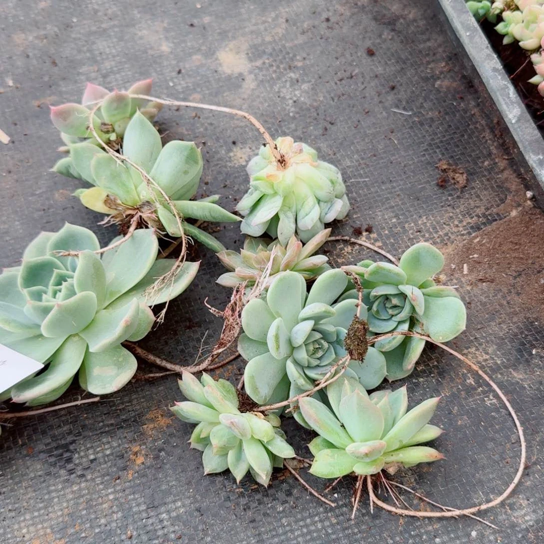 999珍妮绿菜十棵量拍5-27