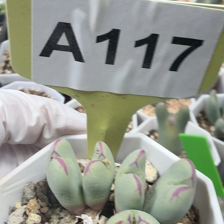 117密密麻麻密密麻麻
