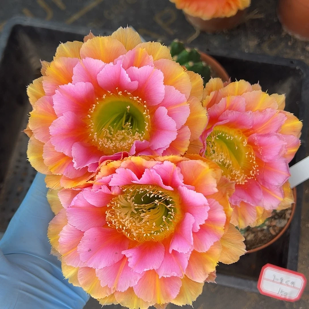 雅森413号7-8公分左右自根球