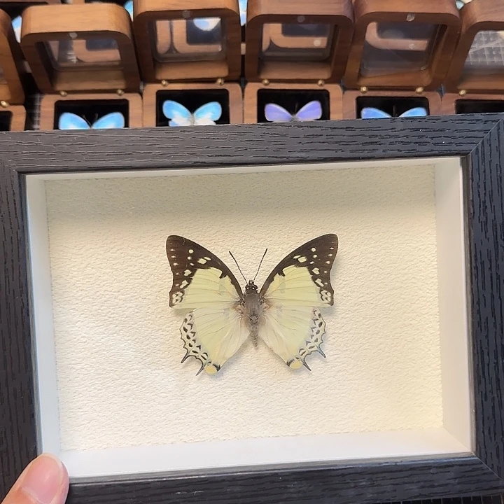 真蝴蝶标本真玻璃相框