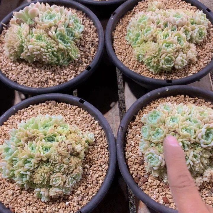 一代女王朵朵缀下播福利