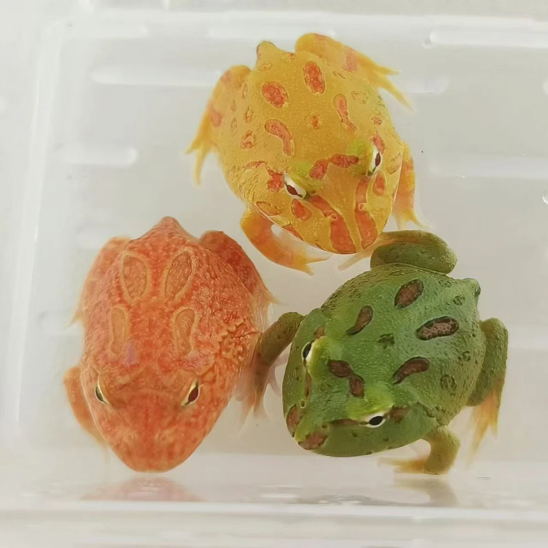 活物角蛙绿角蛙水陆两栖爬宠无毒不咬人草莓火龙黄金活宠物青蛙