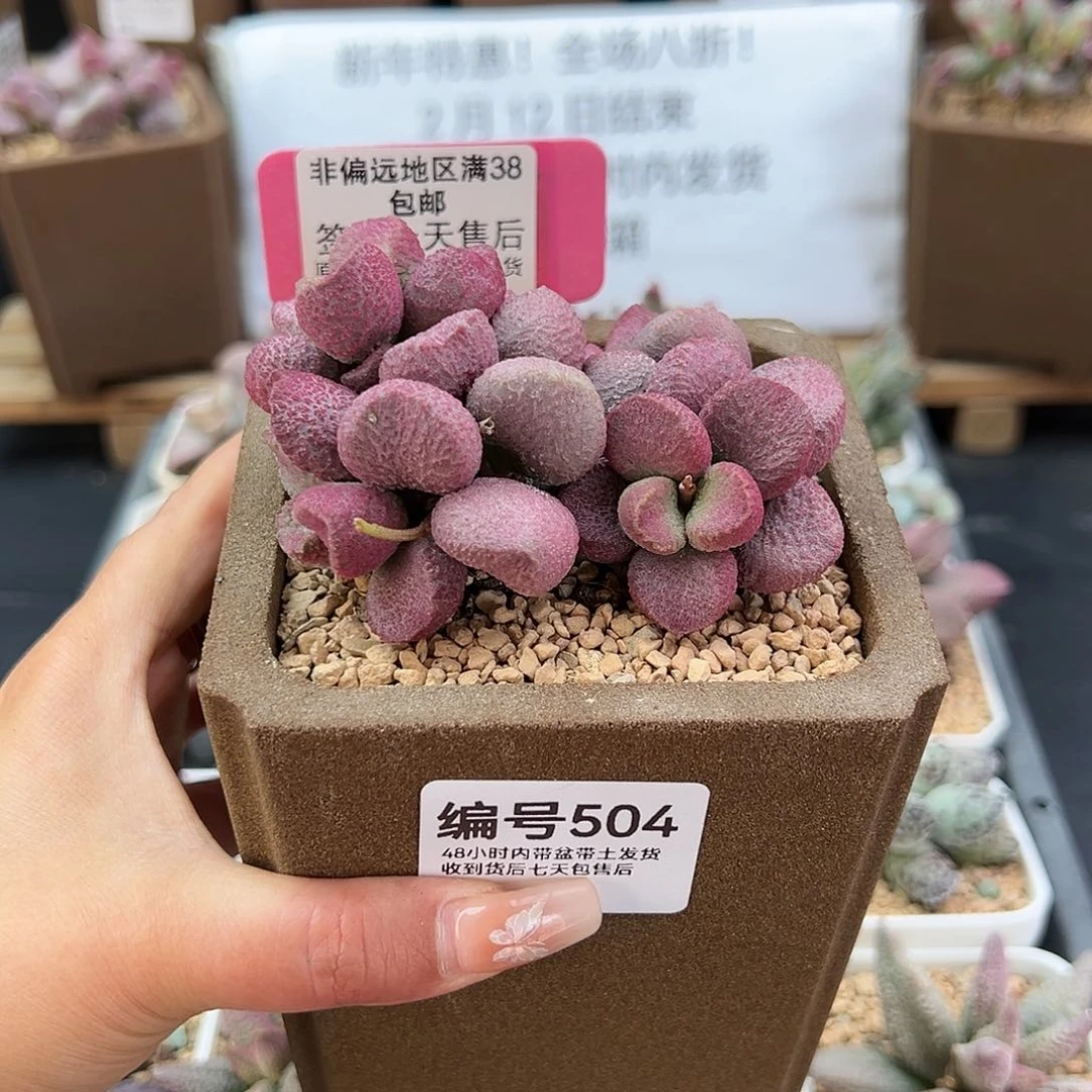 左*504夏娃多肉植物