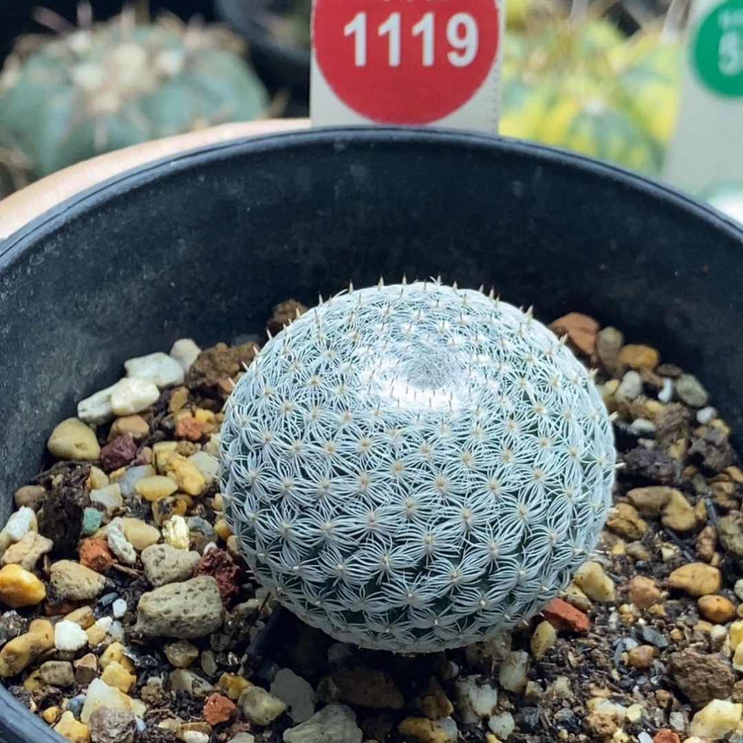 实生恋山彦3.5cm一棵仙人球