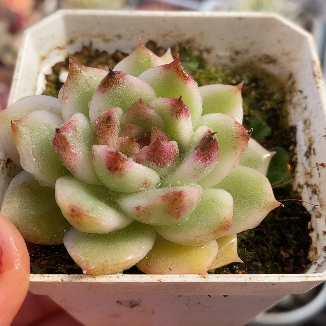 053水晶哈哈哈哈哈哈