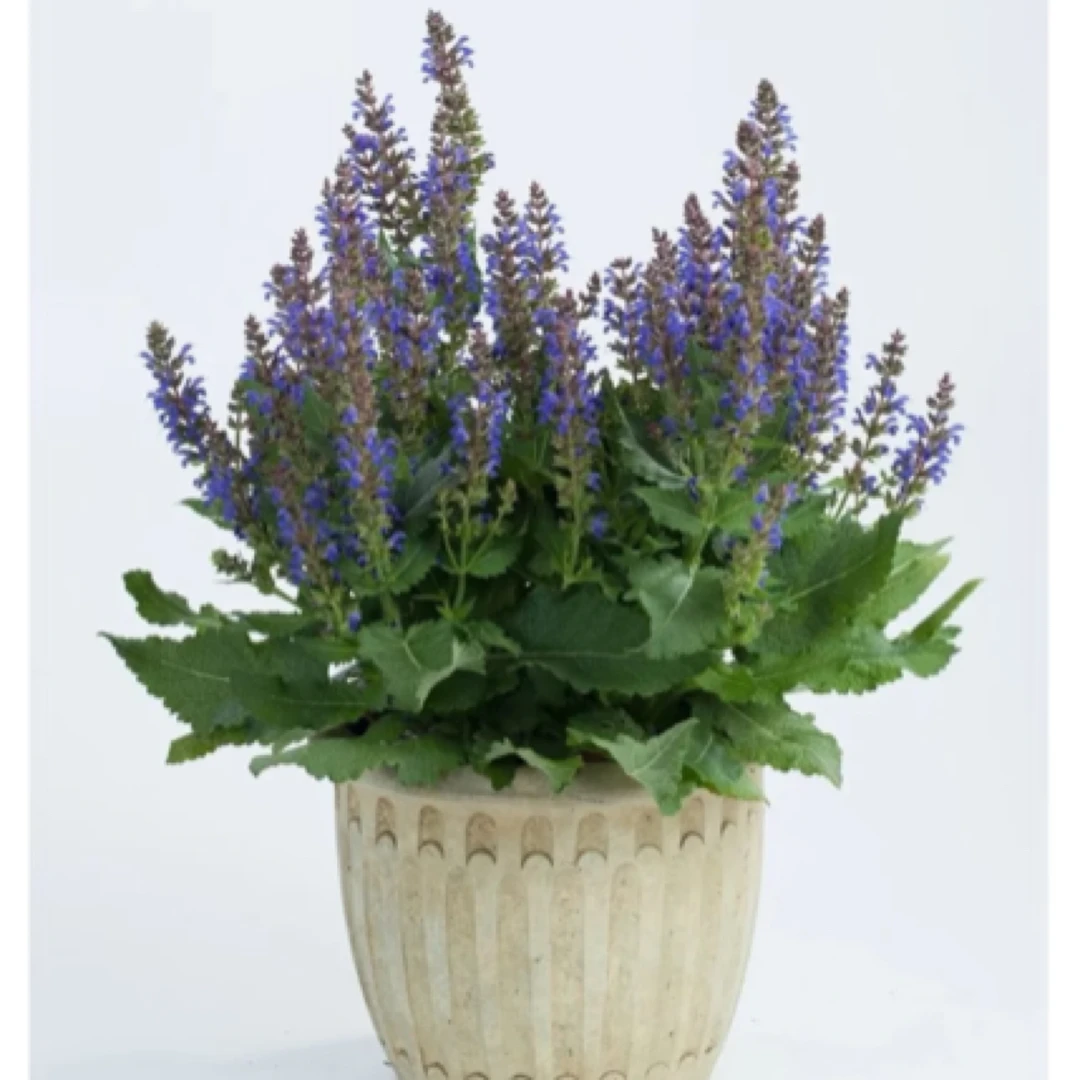 【鼠尾草】多季开花爆花带香味易养活阳台庭院