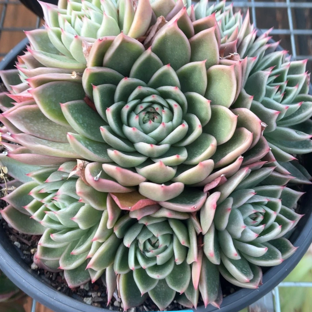 多肉植物多肉植物0669