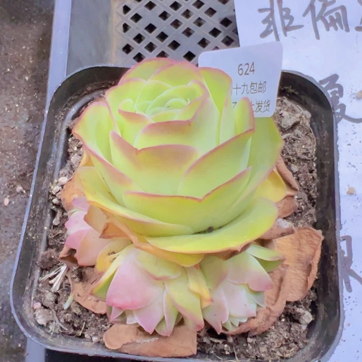 624 裸根不带土发货