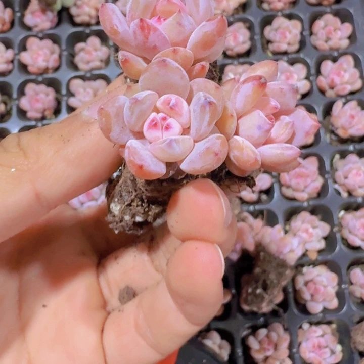 樱花珍妮五颗一组