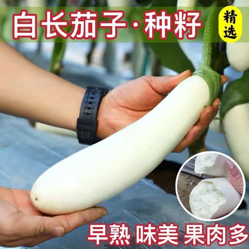 F206白龙长茄子种白长茄种子四季高产盆栽阳台蔬菜种子春秋播种孑