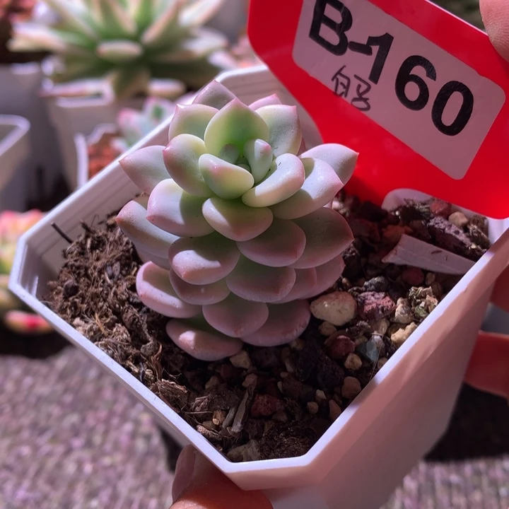 白马覆轮锦有根有