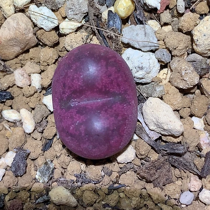 精品多肉植物精品吕氏杂交