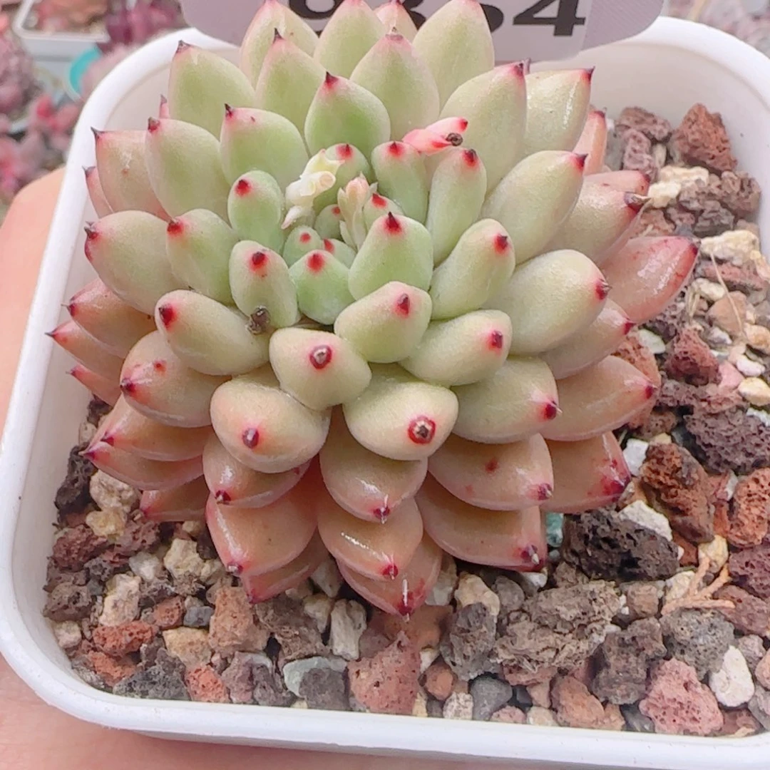 多肉植物9354………….