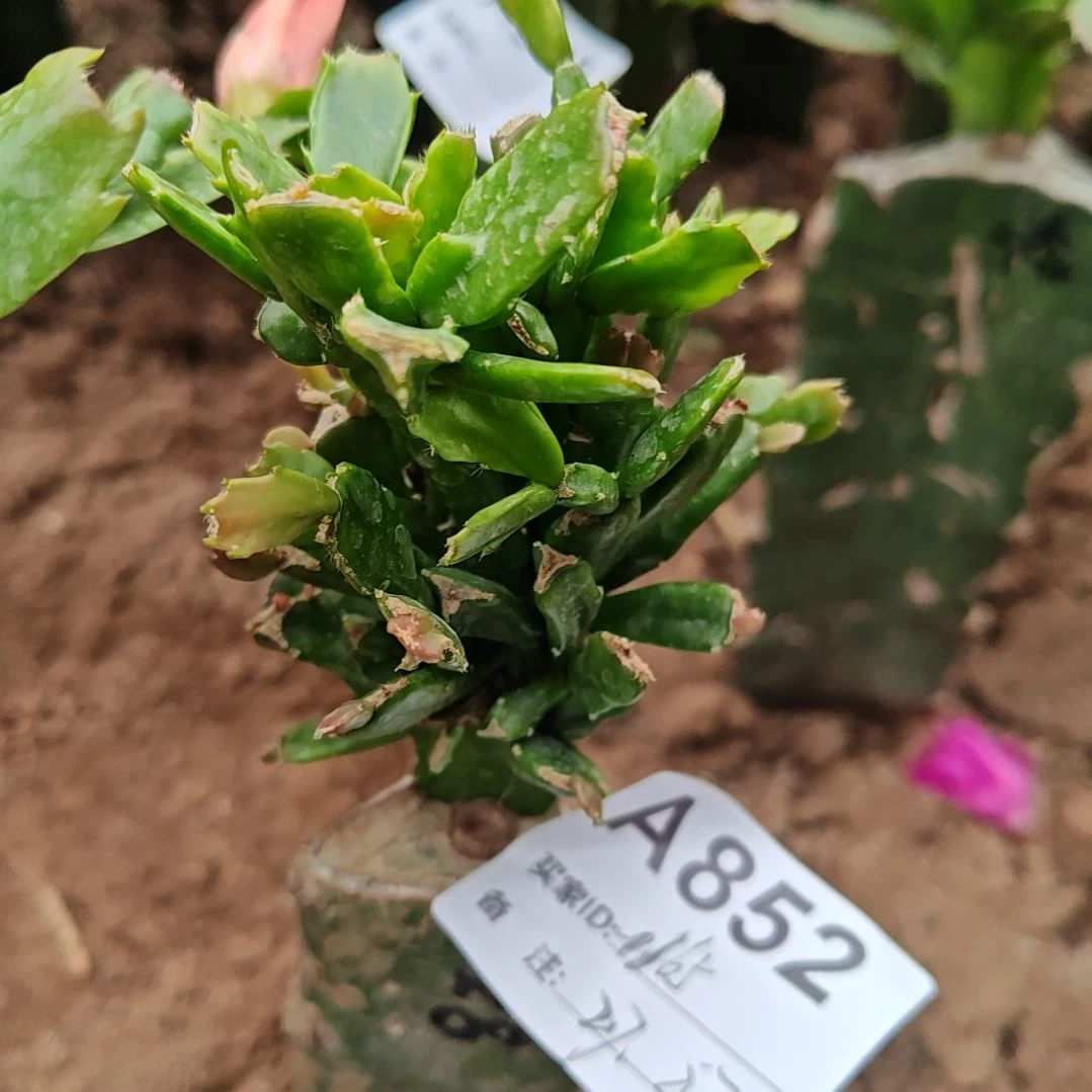 用***6028红重瓣脱土脱盆易掉苞852