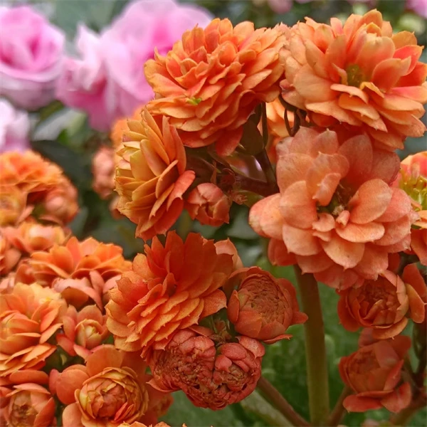 【卡布奇诺 12cm盆】重瓣大花