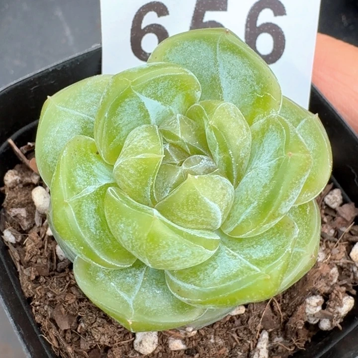 柔情珍妮  开播福利多肉植物