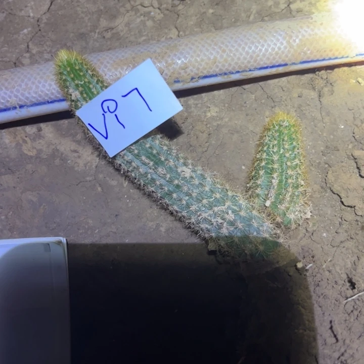 删****憶V97自根金妞紫水晶5