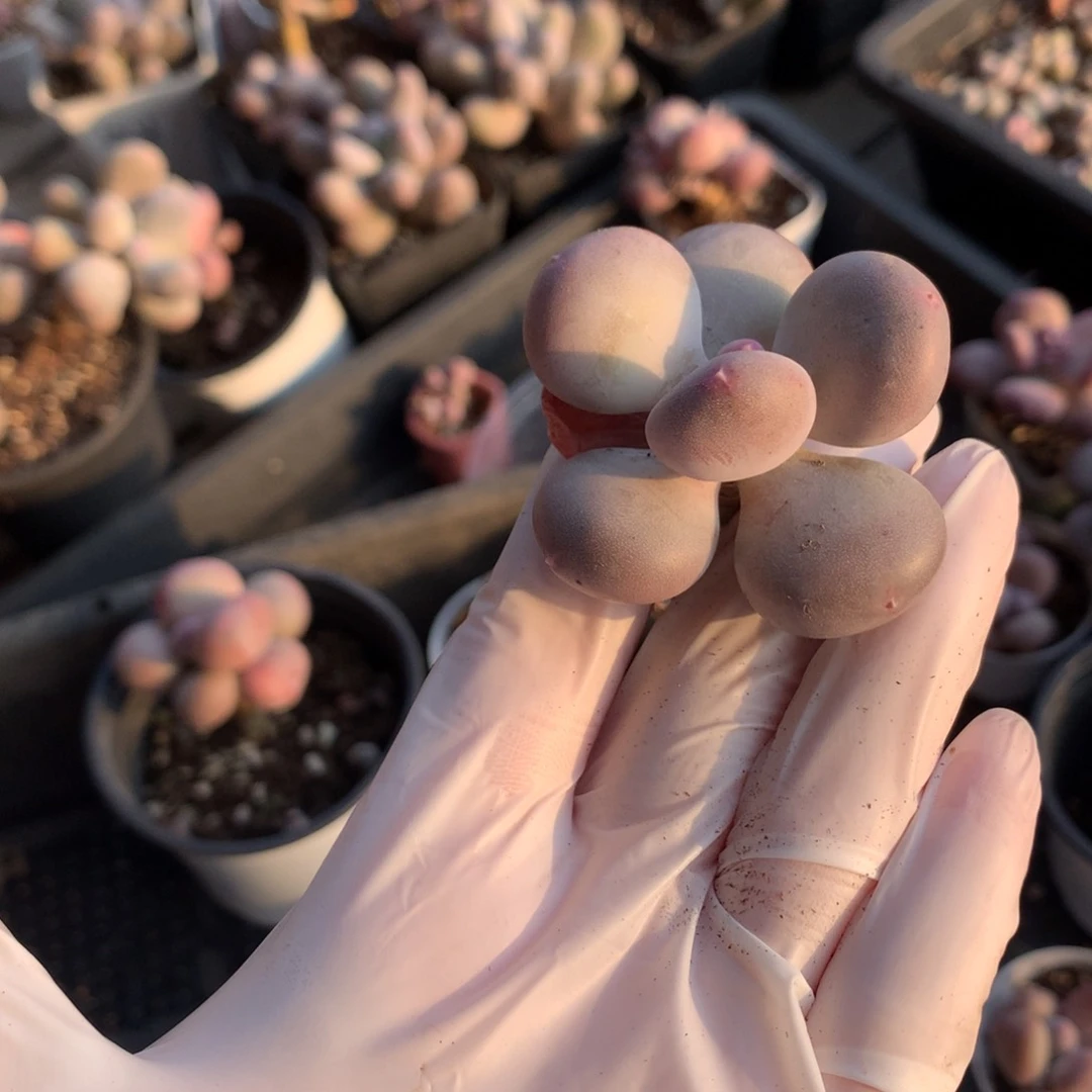 小屁桃奶酪多肉 小屁桃