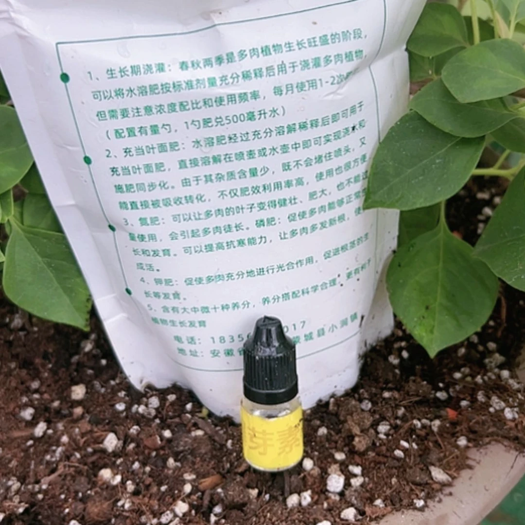 【闪购商品】营养鲜花绿植多肉