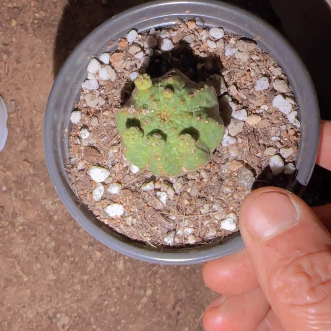 想***漂块根植物块根植物