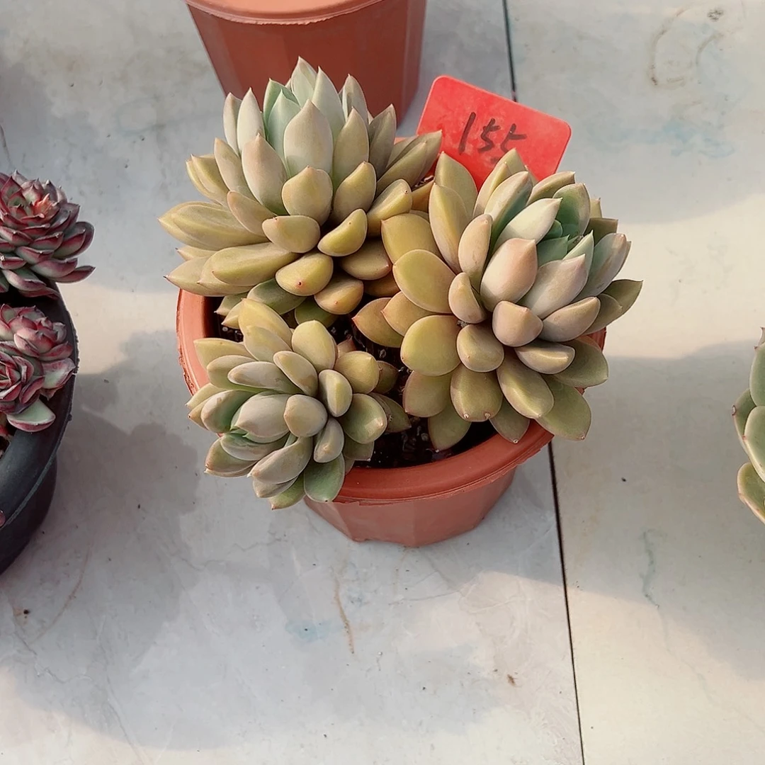 s****g155象牙多肉植物