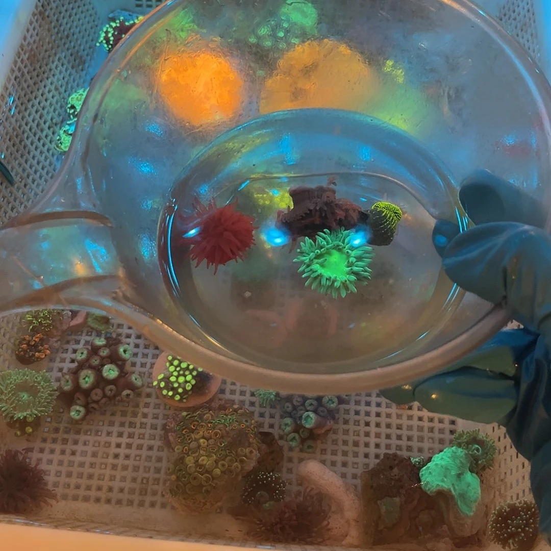 玩***世纽扣珊瑚海葵套餐11111