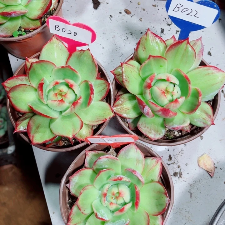 M****惊鸿仙子多肉植物B22