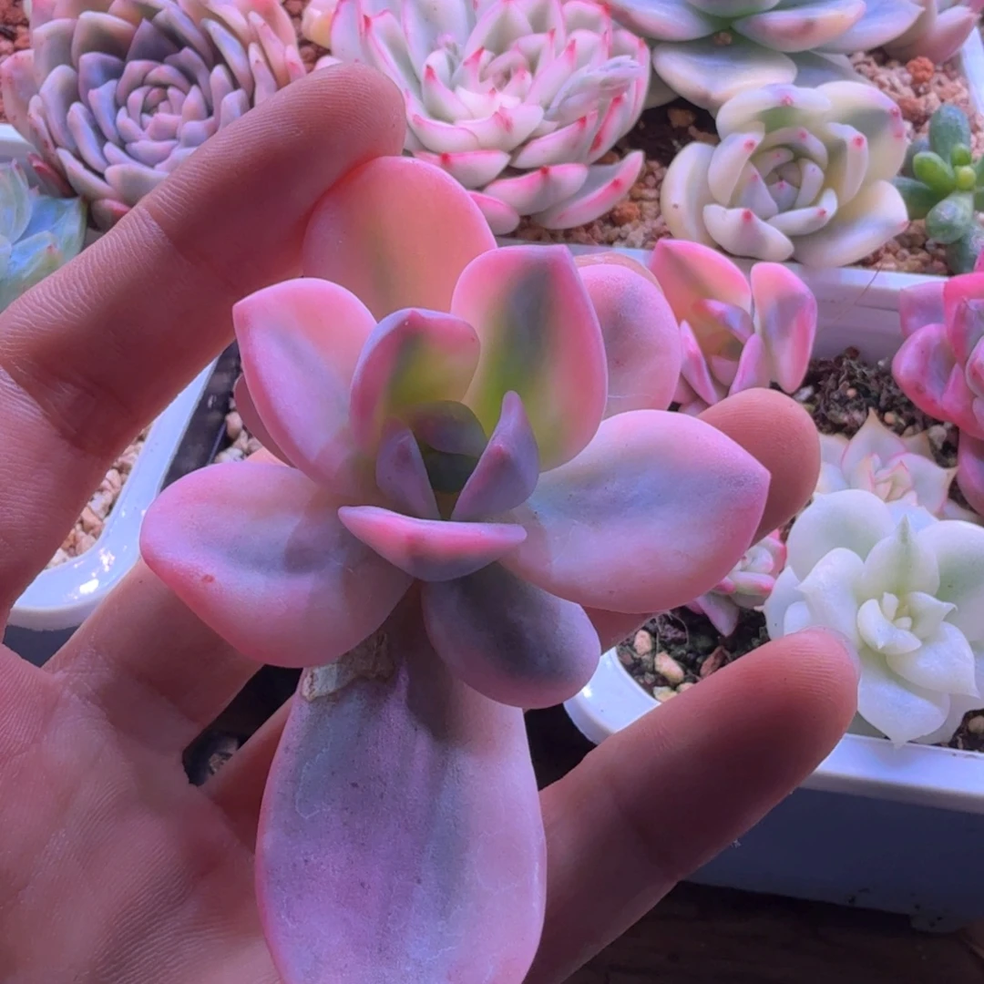 飘***零飘雪 多肉植物锦