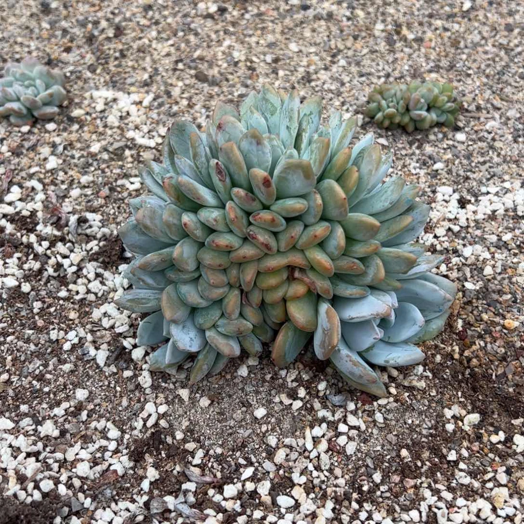 地地道道的地地道道的