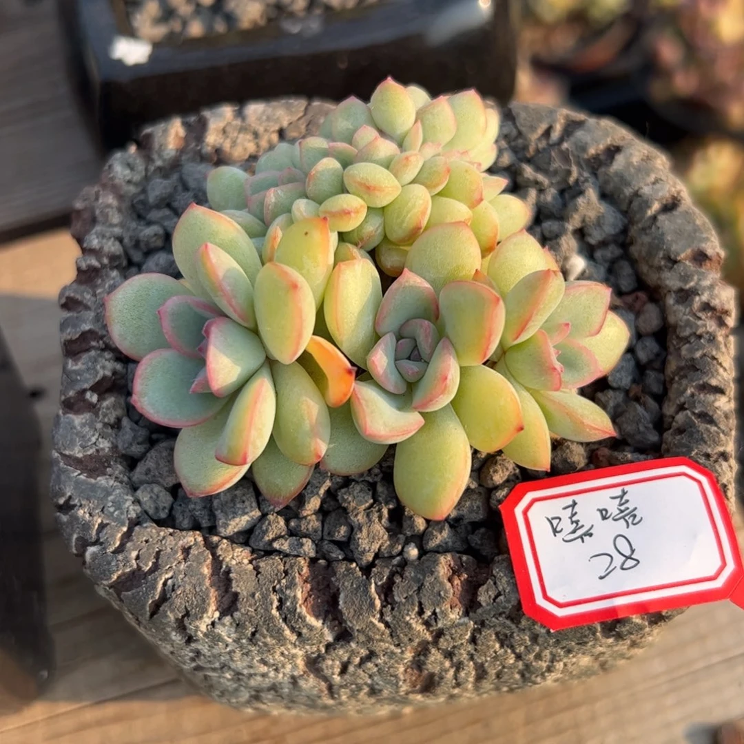 勇敢缀化多肉植物