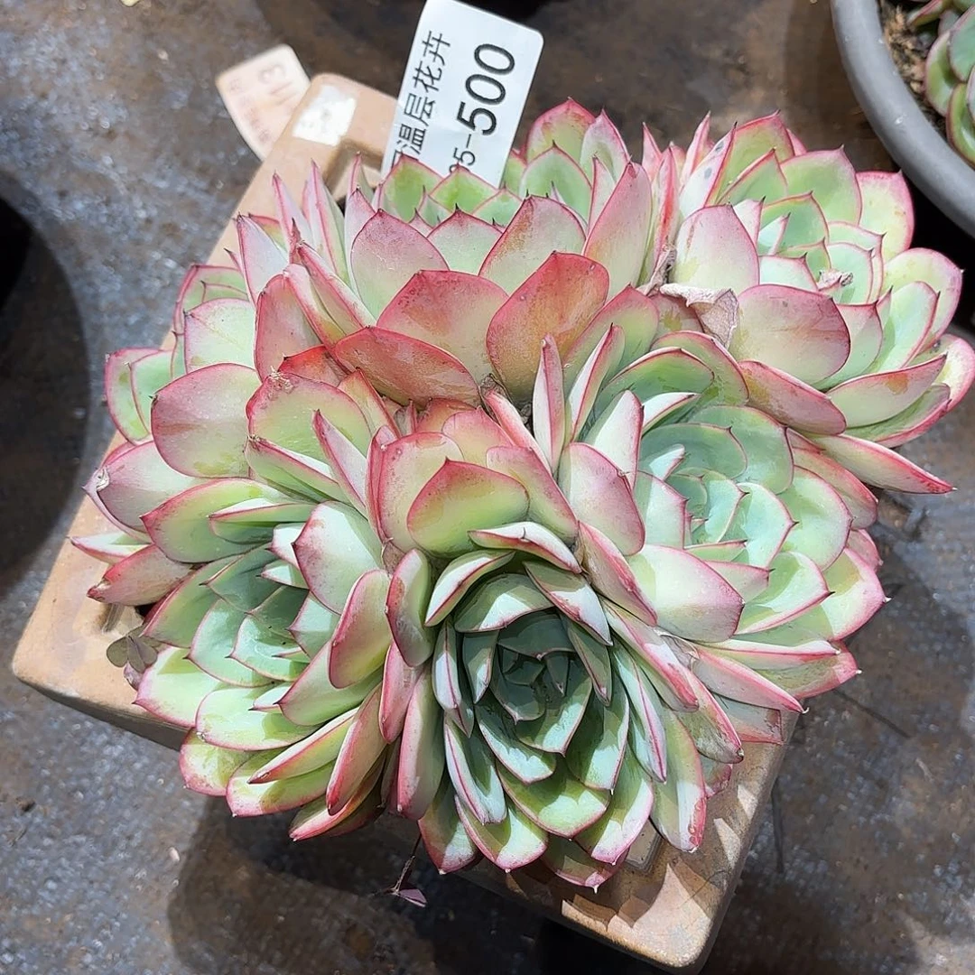 吐****?同温层多肉牡丹亭500