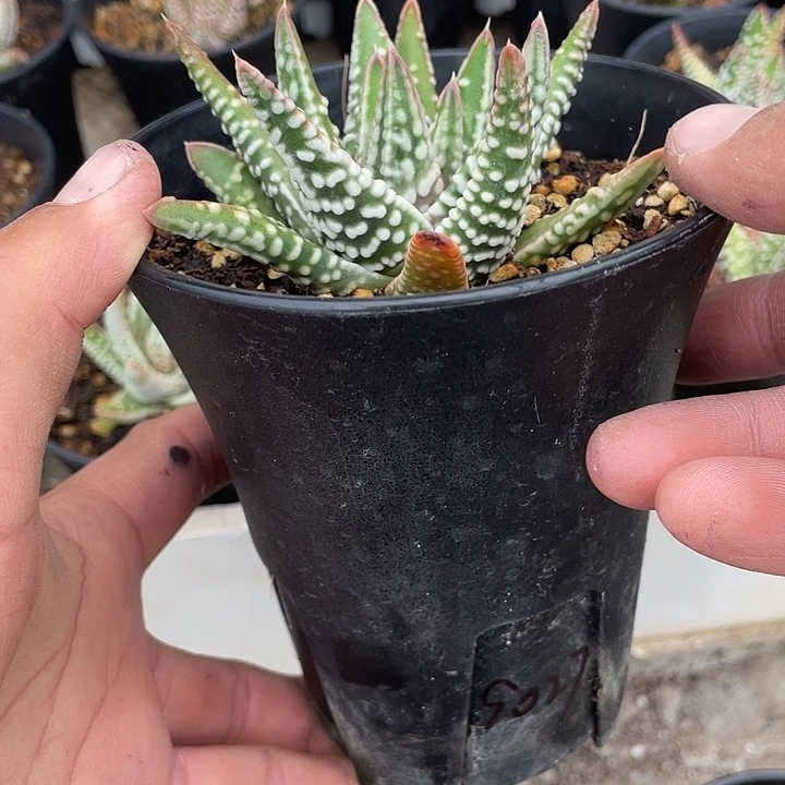 张***转优惠优惠硬叶十二卷