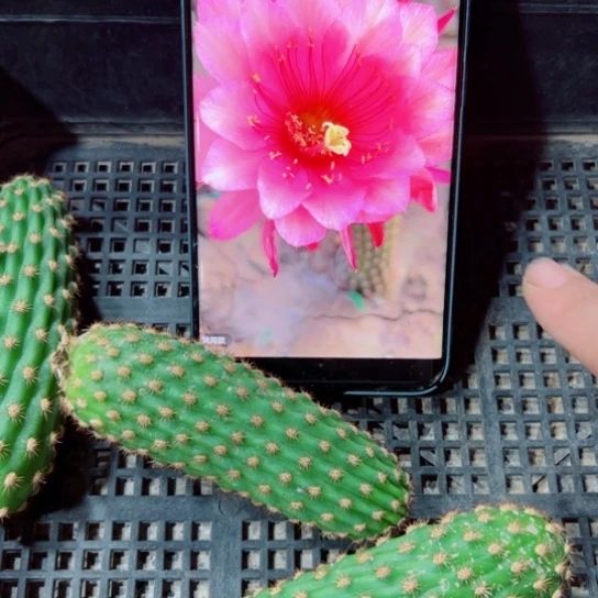 下44金妞艾薇塔歪无根侧芽6公分左右20包邮