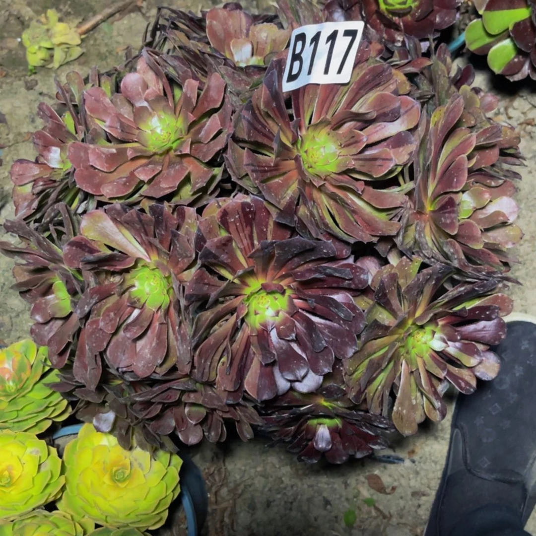 梅花法师28//////38包邮