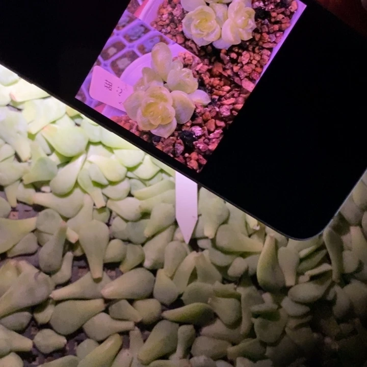10片大寧甜心109純葉片