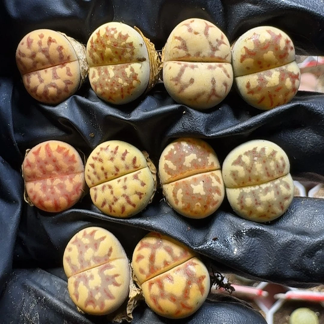 生石花1111111。    185
