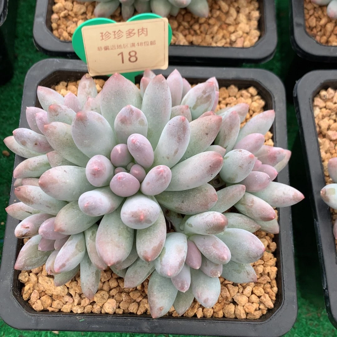 胖体所罗门无砍捧花18
