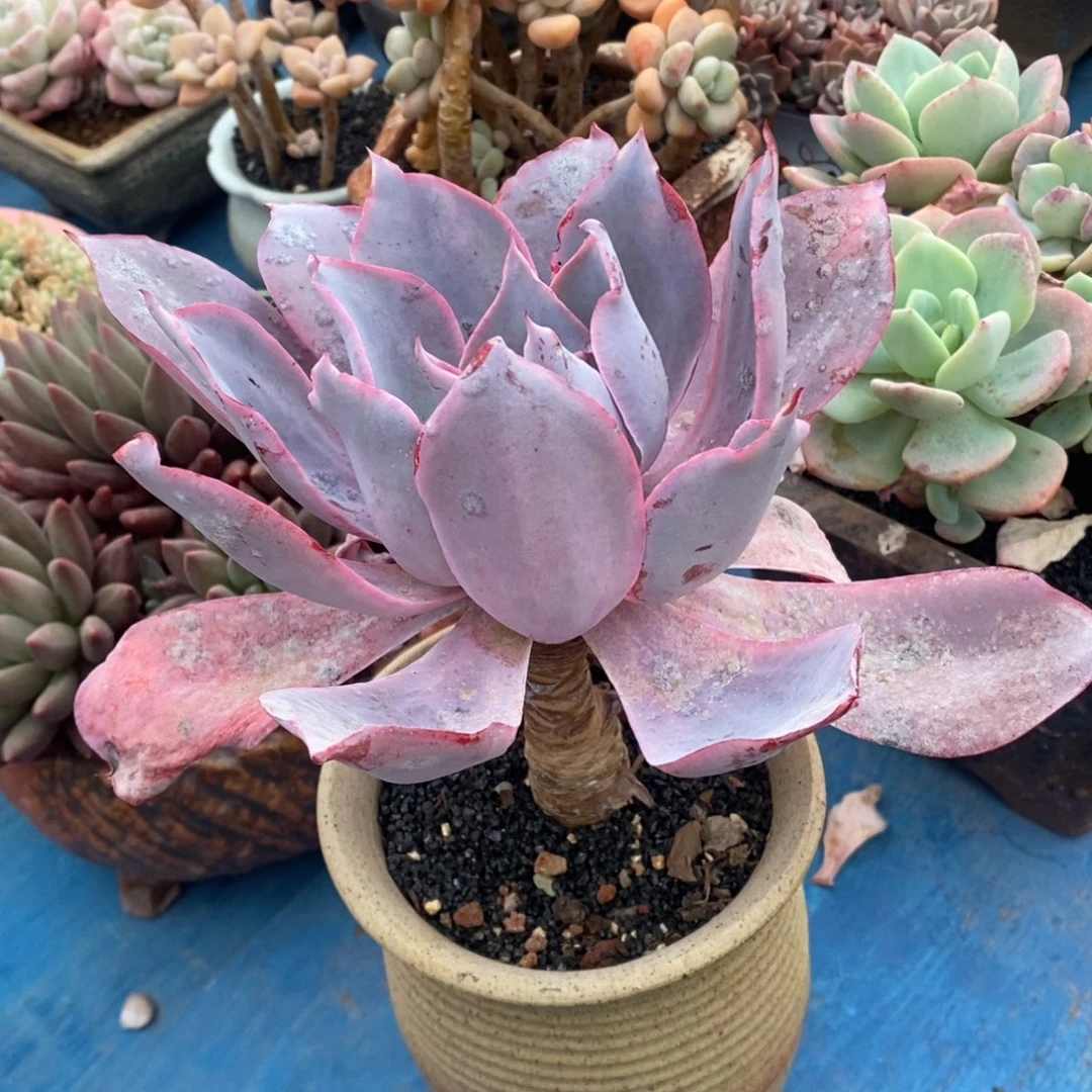 ^****ˇ爱笑的小丸子晚霞多肉植物