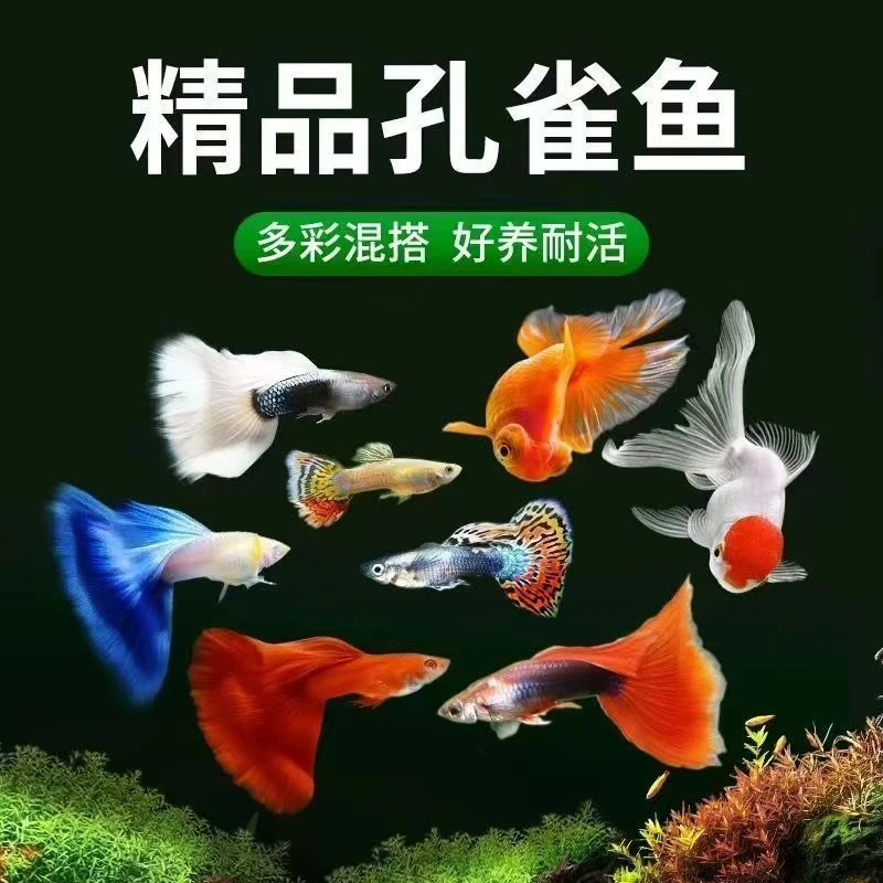 1玩物小型观赏孔雀鱼凤尾鱼好养耐活热带淡水小鱼活体