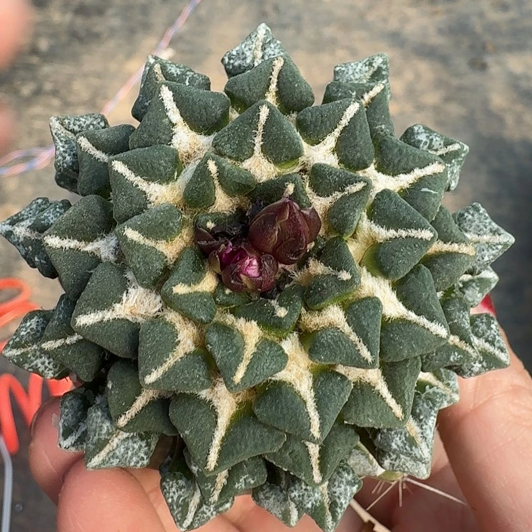 无花朵颗粒大尤黑牡丹254