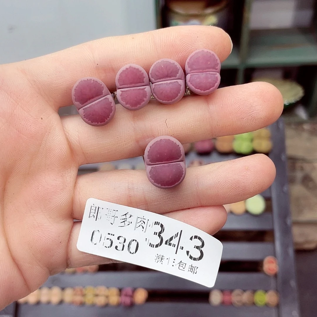 吕*金满18包邮0530-343