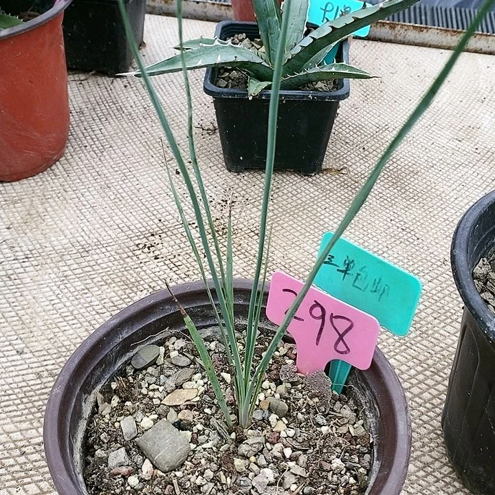 【闪购商品】无花朵稻草人丝兰