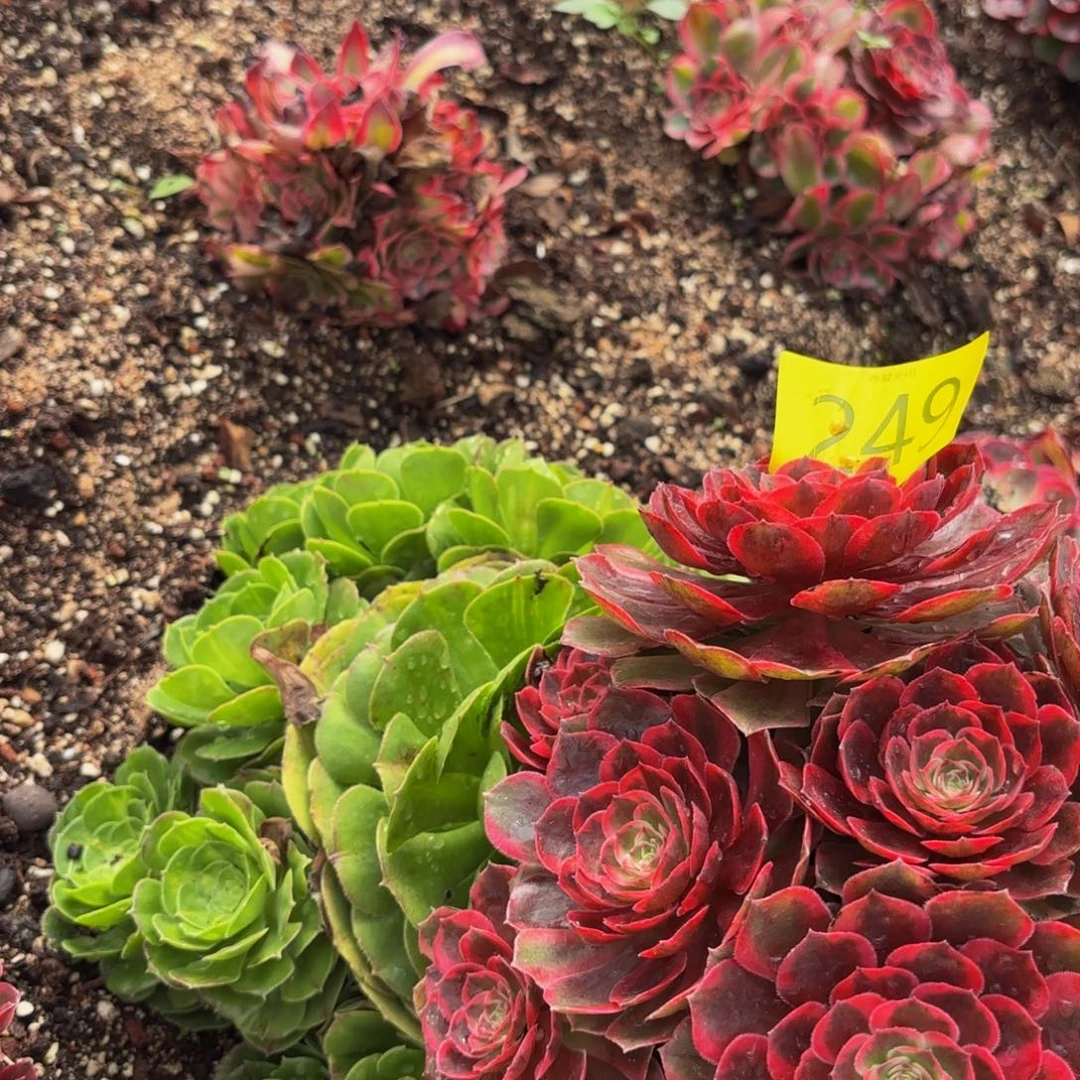 哈哈多肉葡萄福利249