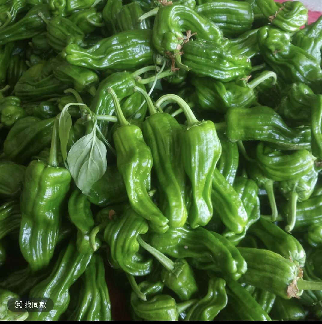 农家自种新鲜现摘薄皮青椒微辣