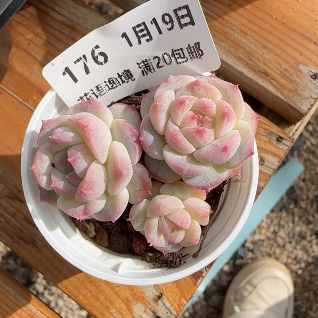 花语逸镜0119-176