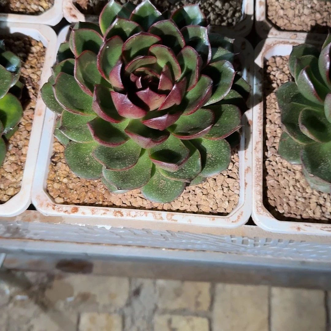 绿灯多肉植物链接